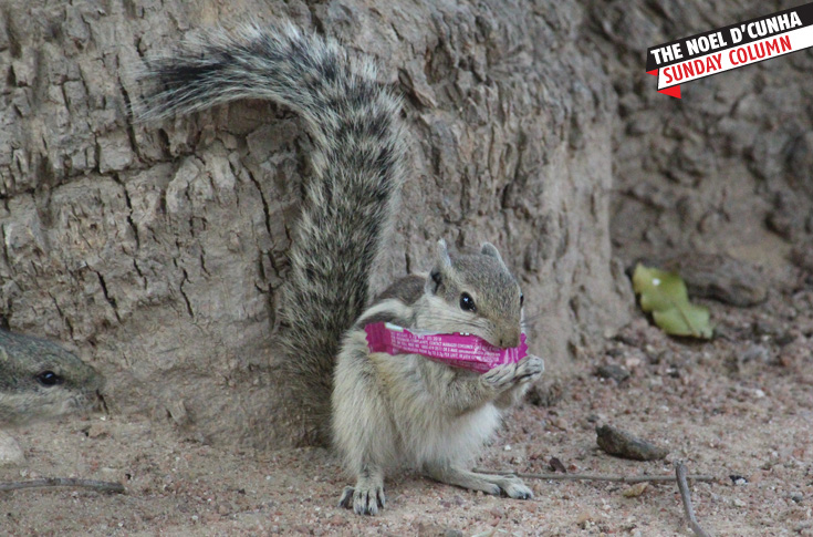 Green Watch: Have we erred in dismissing plastics outright?  - The Noel D'Cunha Sunday Column