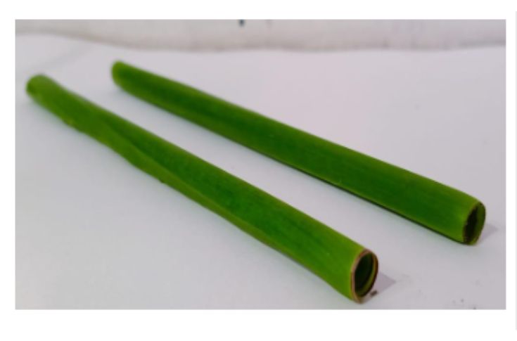  IIP student talks about sustainable straws using banana leaves