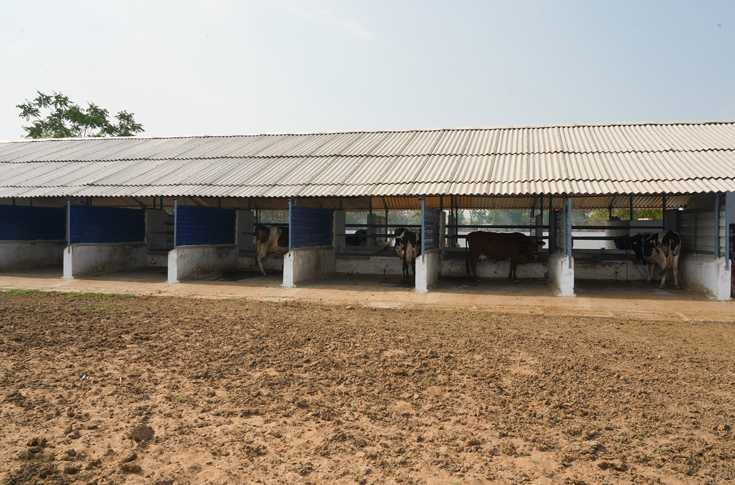 Sabarkantha Dairy and Tetra Pak create sustainable cowshed roofs from recycled cartons