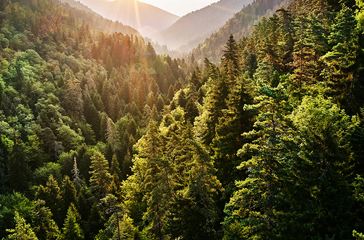 UPM Raflatac promotes sustainable forestry