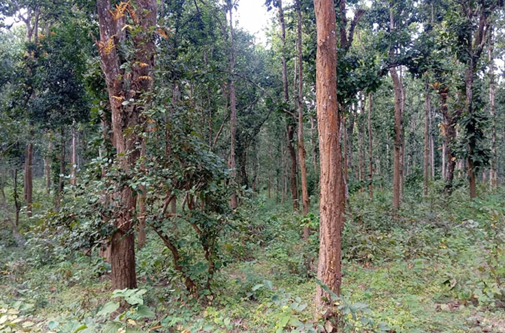 EUDR Amendments bring relief to print and packaging sector