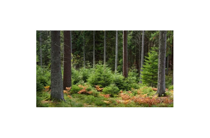 Forested landscape representing Stora Enso’s Swedish forest assets, highlighting timber resources, sustainable forestry operations, and corporate restructuring toward renewable packaging and materials