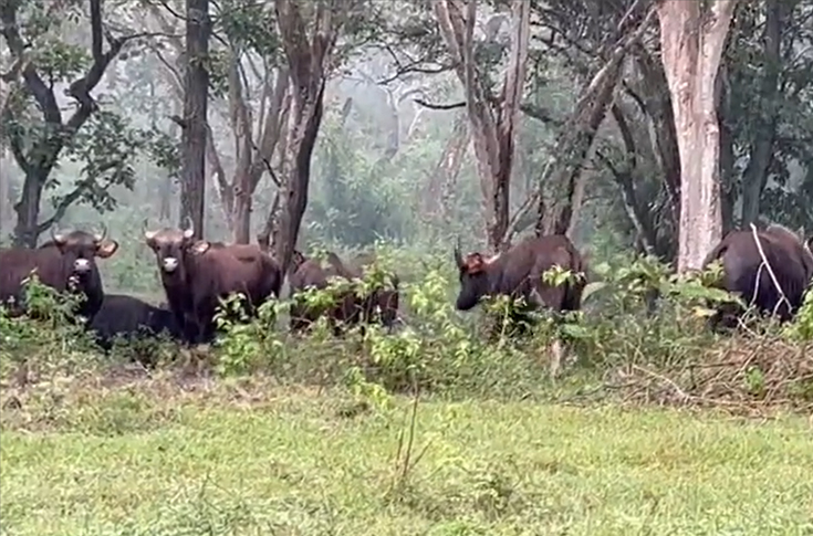 Reclaimed forest land in Tamil Nadu showing restored greenery after removal of invasive weeds, with conservation efforts converting biomass into paper and supporting wildlife biodiversity